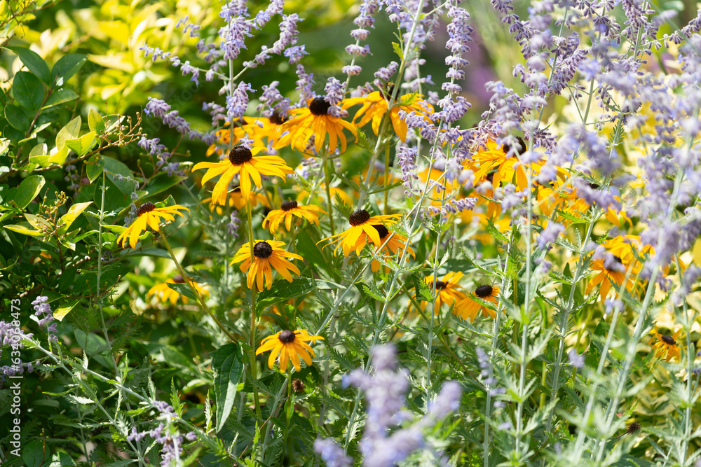 Ταπετσαρία late summer favorites: rudbeckia and Perovskia atriplicifolia growing in a summe
