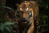 Bengal tiger, Panthera tigris tigris, Bandhavgarh National Park, Madhya Pradesh