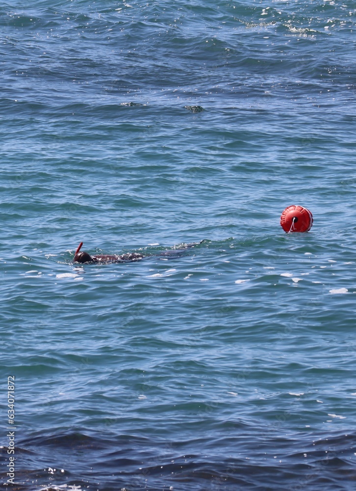 swimmer in the ocean