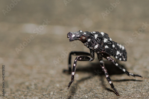Canvas-taulu Spotted Lanternfly Nymph - Lycorma delicatula