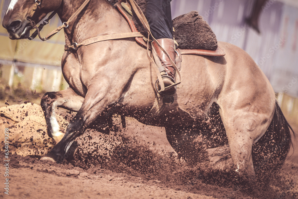 Obraz premium cavalos