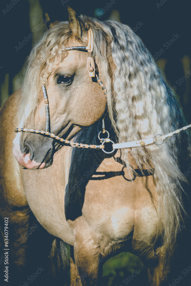 Naklejka premium cavalos