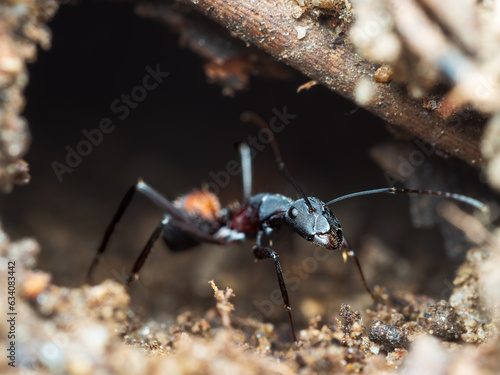 Camponotus cruentatus © Fede