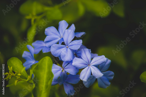 Blue flower of Cape leadwort in the garden.  Scientific name Plumbago auriculata 