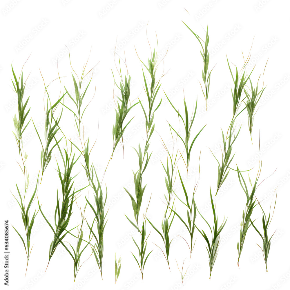 grass blades texture overlay, leaves of grass isolated png. Stock ...