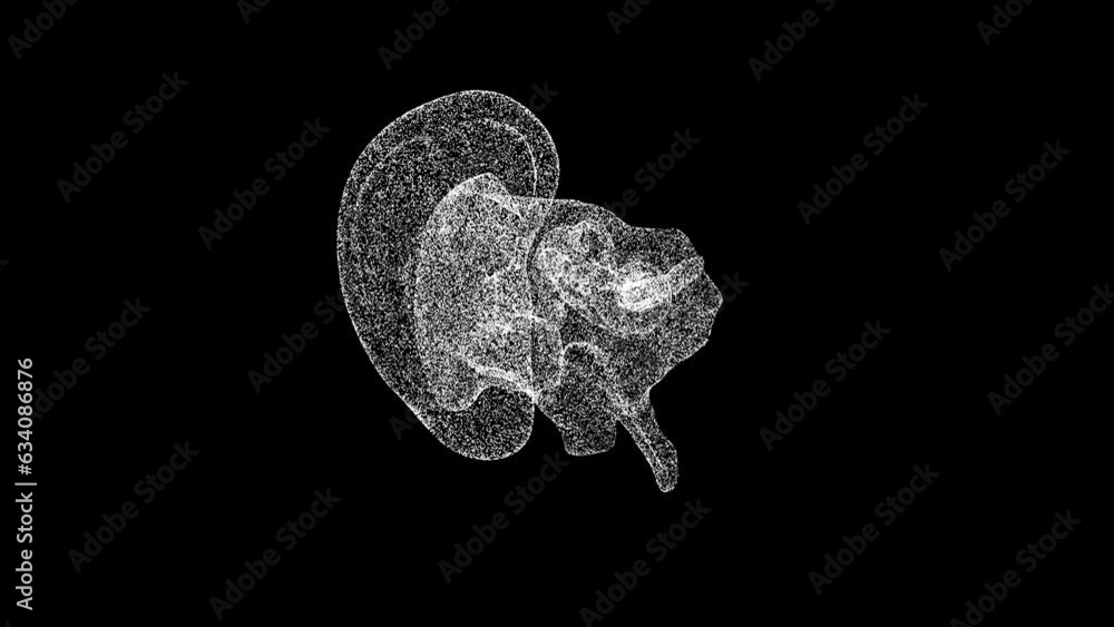 3D Ear Anatomy rotates on black background. Ear inner anatomy section. Business Advertising backdrop. For title, text, presentation. Object dissolved flickering particles. 3d animation 60 FPS 3D Ear Anatomy rotates on black background. Ear inner anatomy section. Business Advertising backdrop. For title, text, presentation. Object dissolved flickering particles. 3d animation 60 FPS