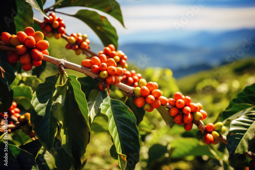 Fotografia closeup Red Cherry coffee beans on the branch of coffee plant