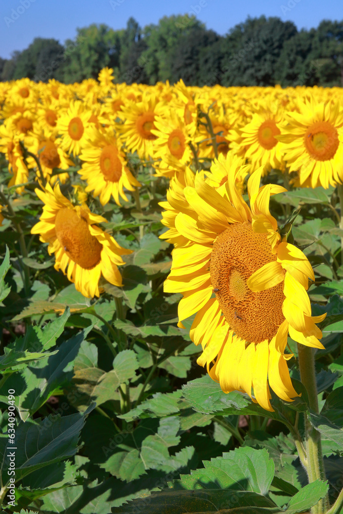 Obraz premium Sunflower field on a sunny day.