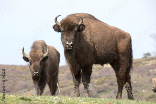 Free roaming European bison Bison bonasus or wisent  © Pedro Bigeriego