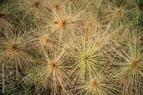 Spinifex seeds. Spinifex plants are single-sexed, bearing either male or female flowers.