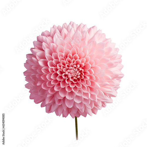 A solitary pink chrysanthemum with curled petals and a pale center Set against a transparent background photo