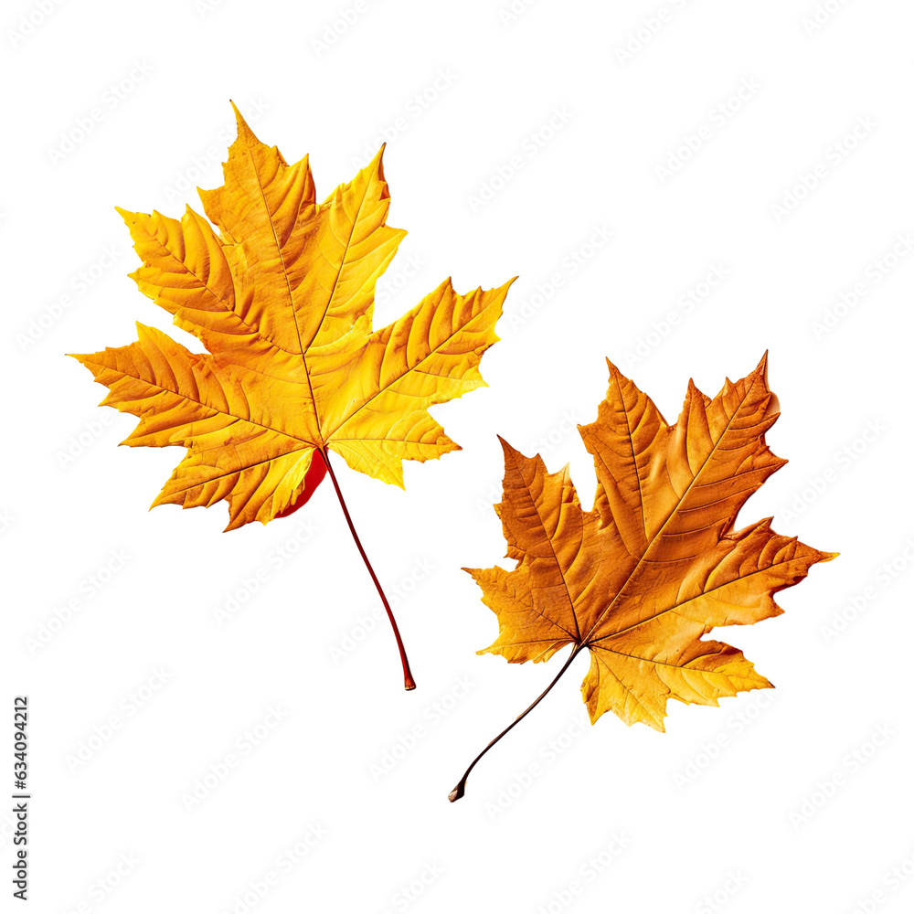 Backlit isolated grape leaves in yellow and orange set against transparent background Backlit isolated grape leaves in yellow and orange set against transparent background