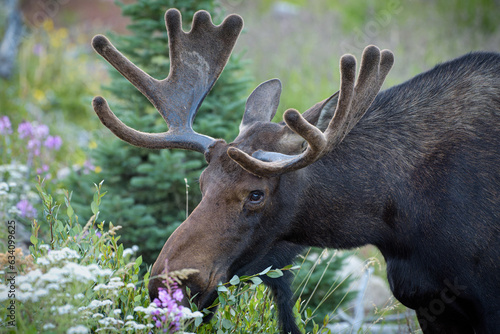 Photo Moose in the Colorado Rocky Mountains