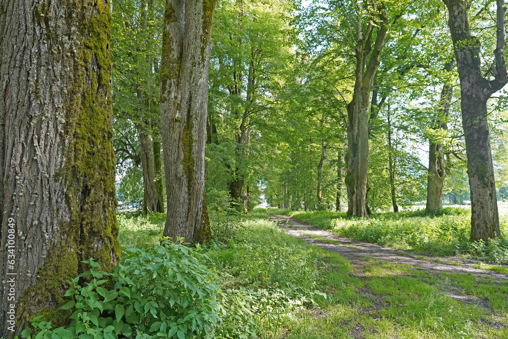 Lindenallee Rosegg in Kärnten Lindenallee Rosegg in Kärnten