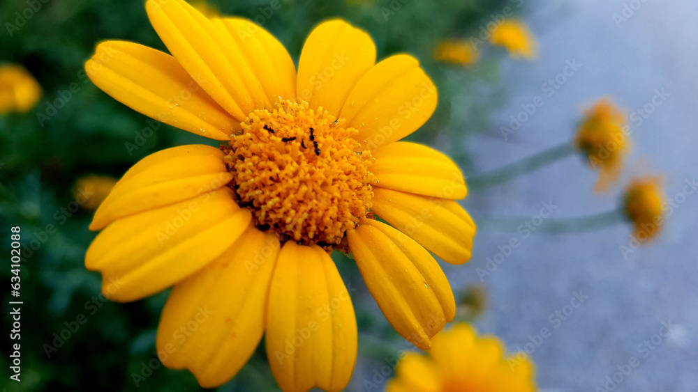 Glebionis blooms bright yellow, beautiful in the evening. Glebionis blooms bright yellow, beautiful in the evening.