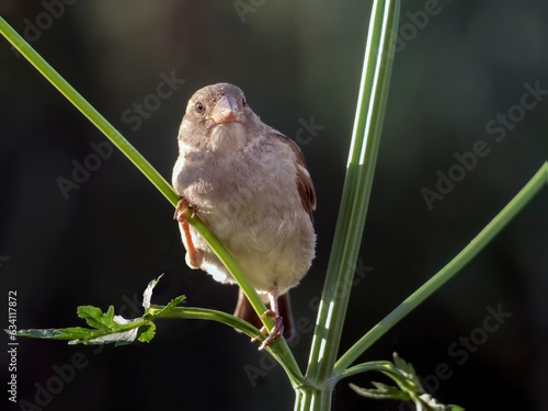 Young house sparrow on a branch of bush. Synanthrope animals. Close-up. photo