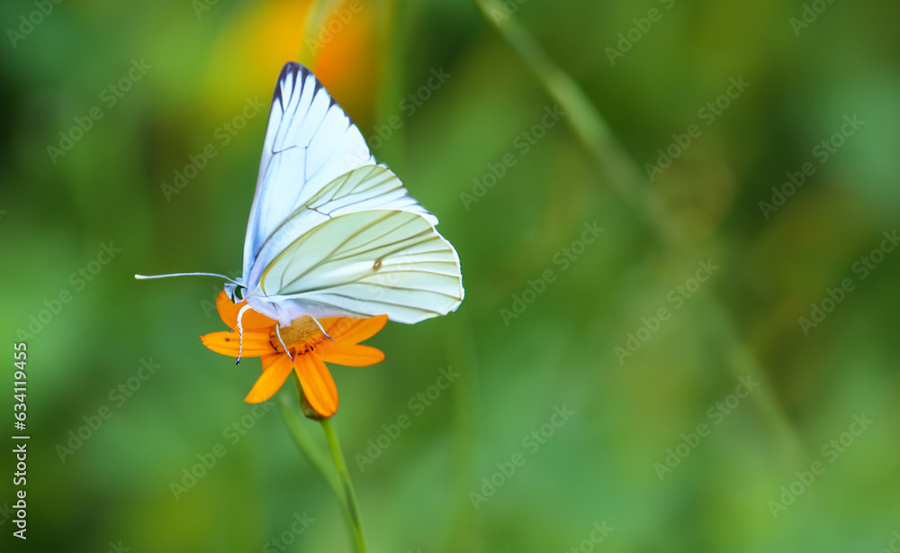Obraz premium Butterflies sucking nectar from flowers Butterfly flying in the flower garden 3d illustration