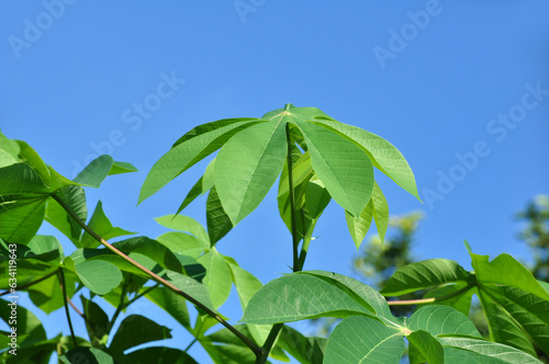 Nature close-up of green cassava leaves selective focus