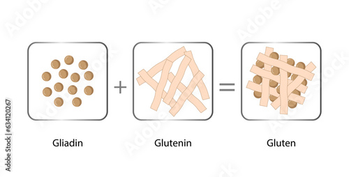 Gluten Formation, Disulfide Bond Formation From mixing two molecules of Gliadin and Glutenin with Water. Gluten Mesh structure. Scientific design. Vector Illustration.