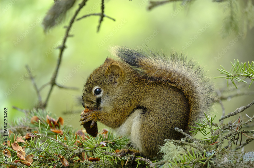 Fototapeta premium Squirrel at Patricia lake in Jasper National Park, Canada