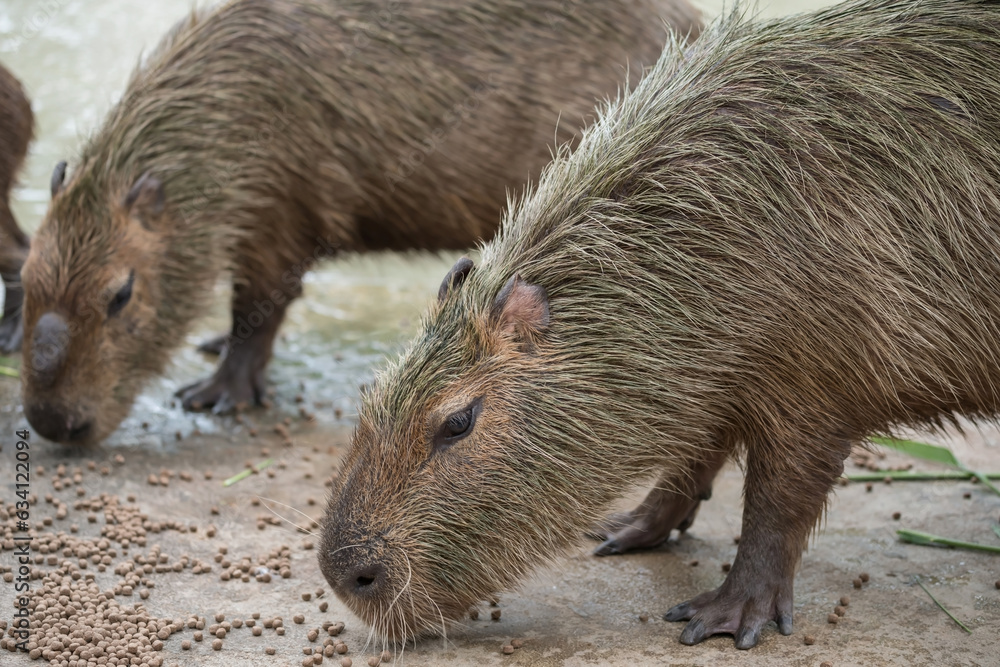 Capybara capybara eating food pellets instead of grass near pond Capybara capybara eating food pellets instead of grass near pond
