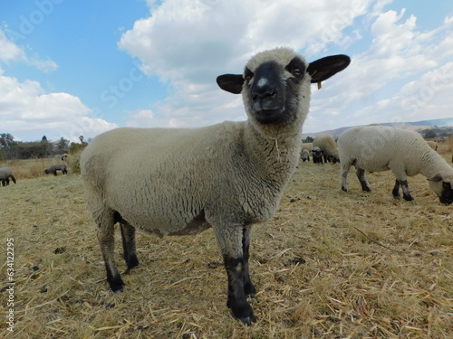 Closeup side view photo of a Hampshire Down Sheep standing sideways in front of the camera staring into the distance  with a flock of sheep in the background under a cloudy blue sky
