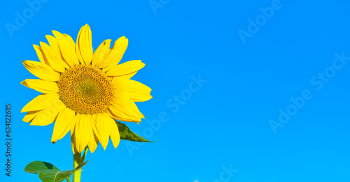 Close-up sunflower against a bright blue sky  banner with copy space for advertising  idea for a background or screensaver about natural farm products