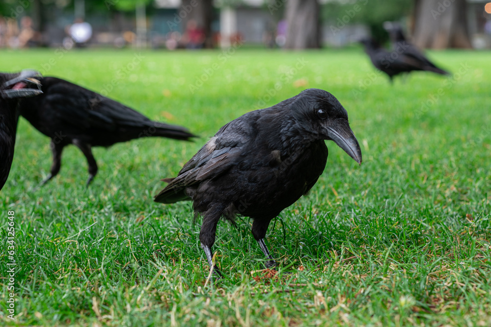 Obraz premium Black crowns walking on the green grass of lawn in the park. Many crowns. Black Corvus birds in grass.