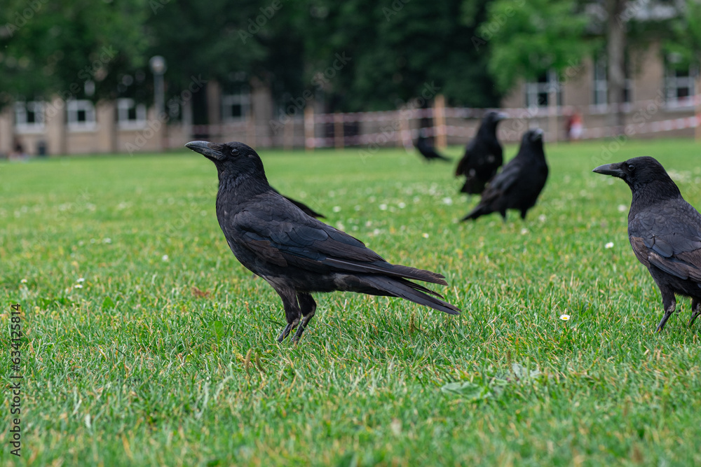 Black crowns walking on the green grass of lawn in the park. Many crowns. Black Corvus birds in grass. Black crowns walking on the green grass of lawn in the park. Many crowns. Black Corvus birds in grass.