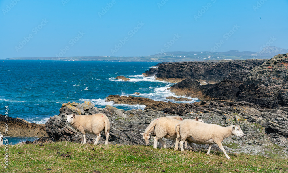 Sheep along the Rhoscolyn Headland , Isle of Anglesey Sheep along the Rhoscolyn Headland , Isle of Anglesey