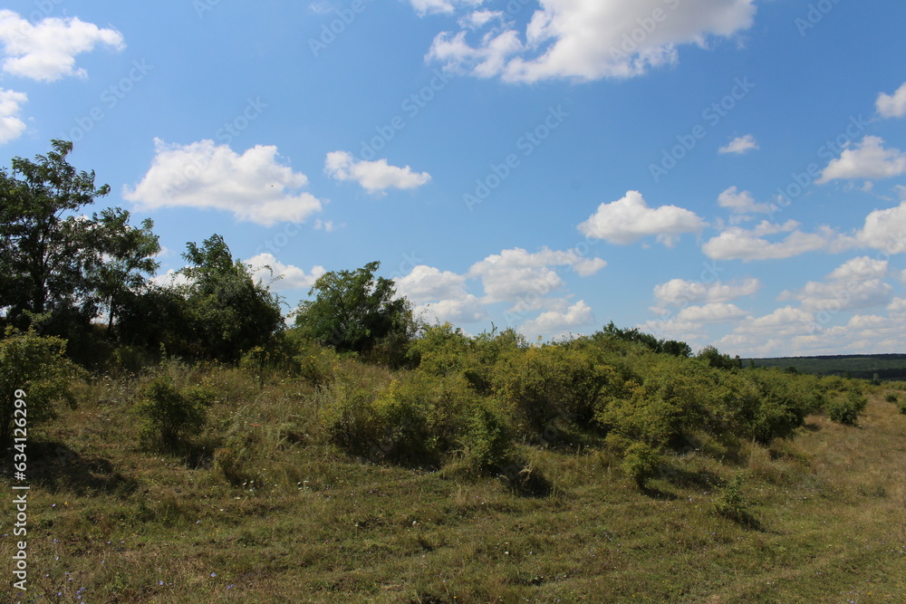 A grassy area with trees and blue sky A grassy area with trees and blue sky