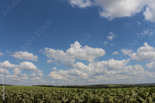 A field of green plants under a blue sky © parpalac