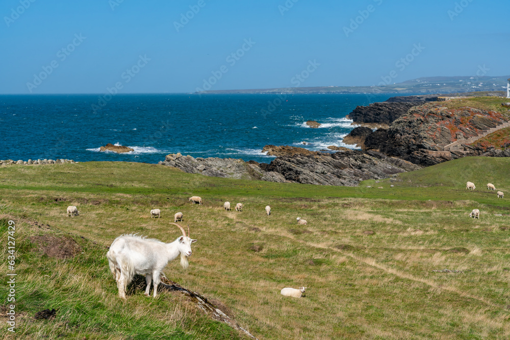 Obraz premium Sheep along the Rhoscolyn Headland , Isle of Anglesey