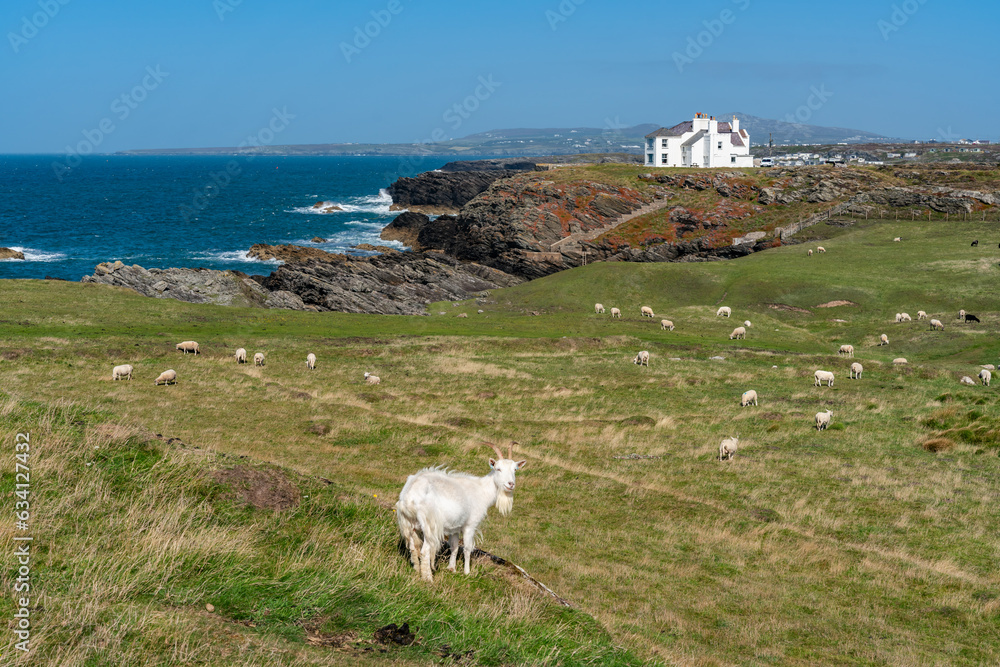 Fototapeta premium Sheep along the Rhoscolyn Headland , Isle of Anglesey
