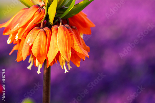 Orange flowers of the royal grouse in springtime garden. Fritillaria imperialis or crown imperial, imperial fritillary, Kaiser's crown. Selective focus