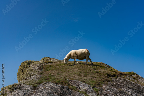 Sheep along the Rhoscolyn Headland , Isle of Anglesey © Gail Johnson