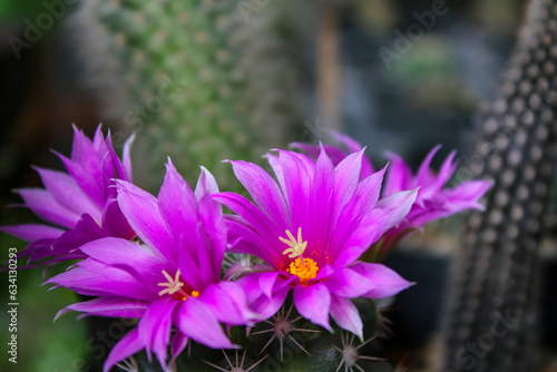 flower in the garden