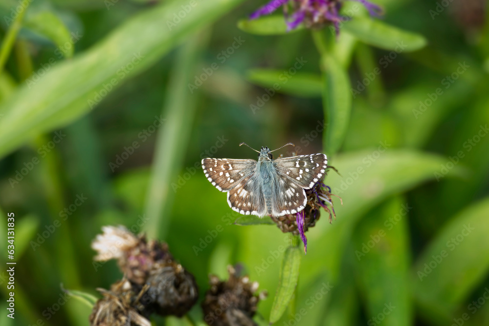 Grizzled Skipper (Pyrgus malvae) butterfly sitting on a pink flower in Zurich, Switzerland Grizzled Skipper (Pyrgus malvae) butterfly sitting on a pink flower in Zurich, Switzerland