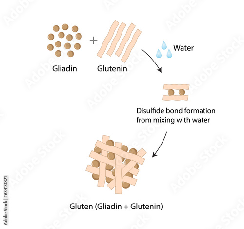 Gluten Formation, Disulfide Bond Formation From mixing two molecules of Gliadin and Glutenin with Water. Gluten Mesh structure. Scientific design. Vector Illustration.