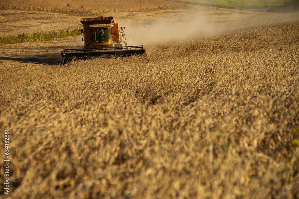 Fototapeta premium brazilian soybean plantation,