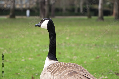 Bernache du Canada de dos