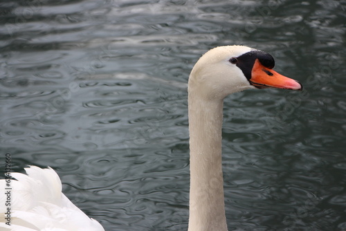Cygne Tubercule dans l'eau