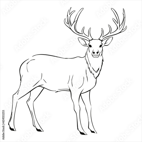 Deer pencil drawing coloring book. Vector illustration