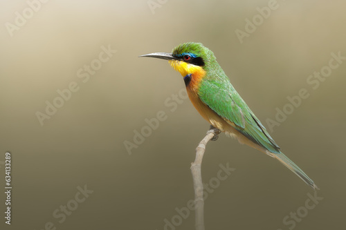 Little Bee-eater, Merops pusillus, detail of exotic green and yellow african bird with red eye in the nature habitat, Botswana, Africa.