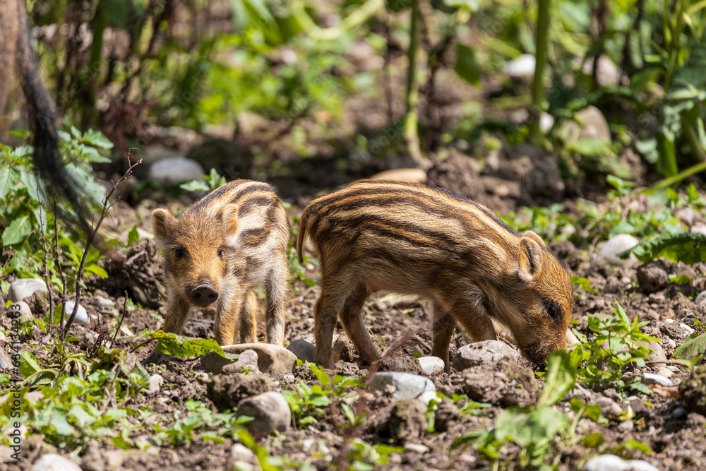 Wild boars in a forest in Germany Wild boars in a forest in Germany