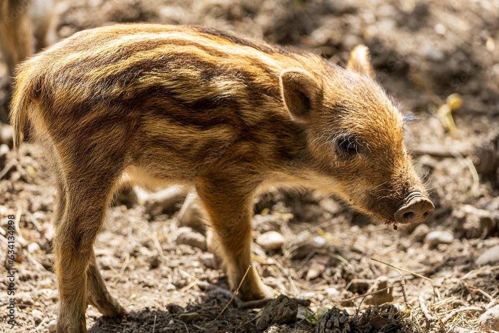 Wild boars in a forest in Germany Wild boars in a forest in Germany
