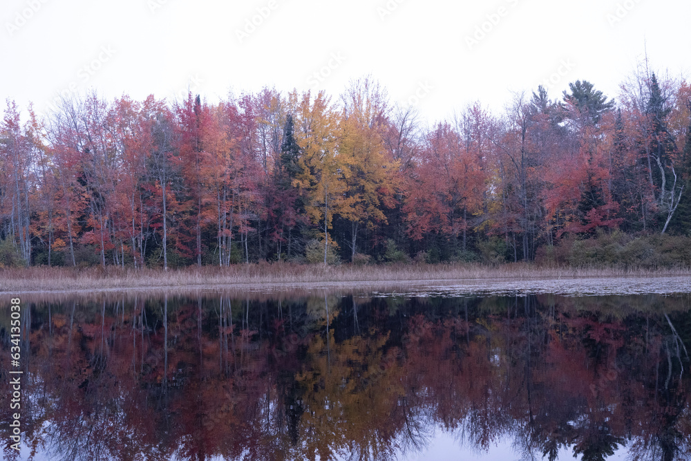 Fototapeta premium autumn in the forest