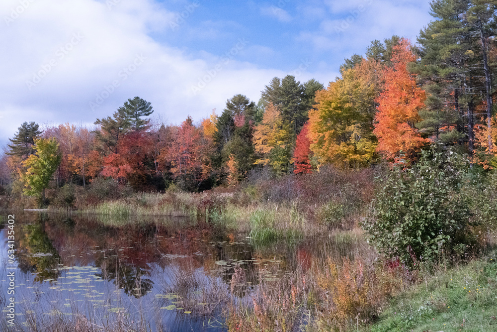 autumn in the forest