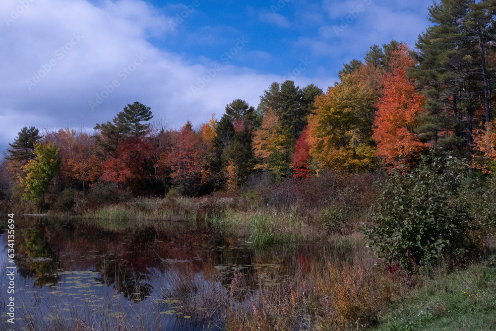 autumn in the forest