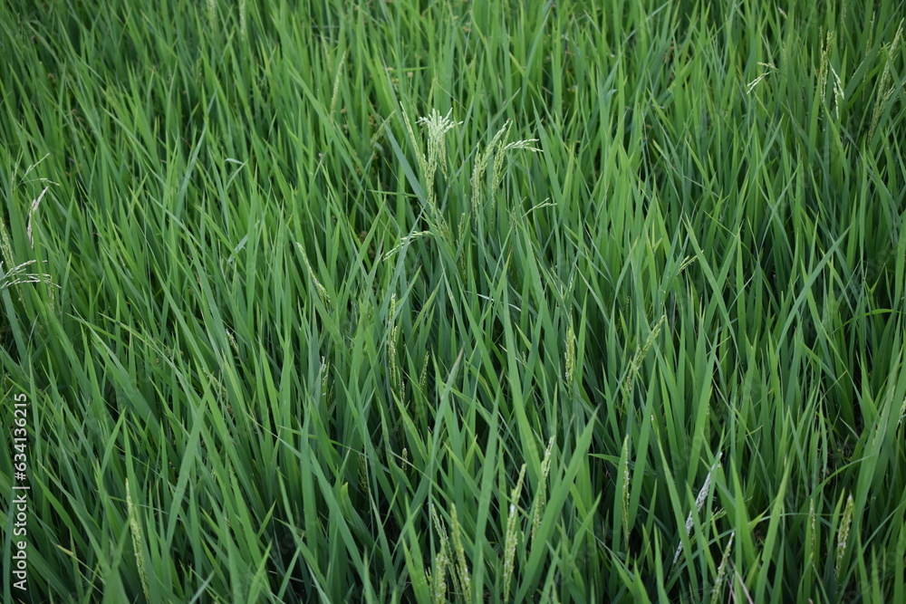 green paddy tree background green paddy tree background